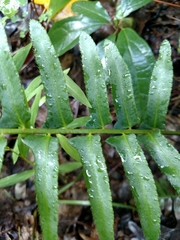 Polystichum acrostichoides