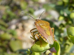 Carpocoris pudicus