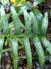 Polystichum acrostichoides