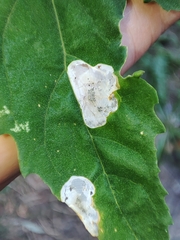 Chrysoesthia sexguttella