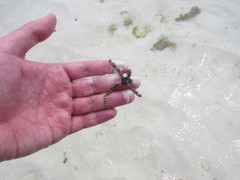 Ophiocoma scolopendrina
