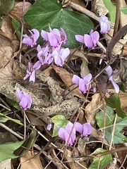 Cyclamen hederifolium