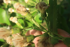 Eupithecia absinthiata