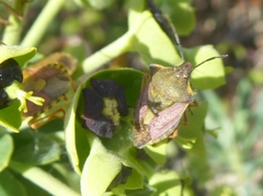 Carpocoris mediterraneus atlanticus