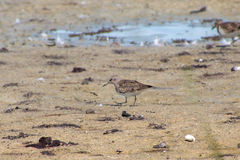 Calidris temminckii