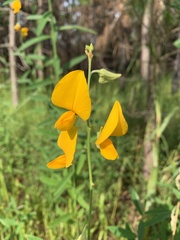 Crotalaria juncea