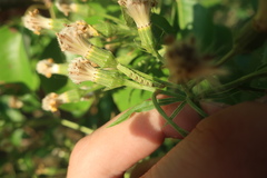 Eupithecia absinthiata