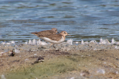Calidris temminckii