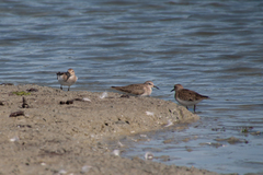 Calidris temminckii