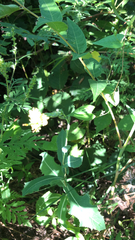 Lactuca serriola