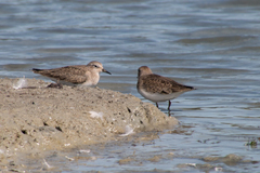 Calidris temminckii