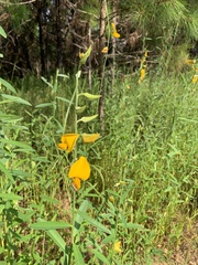 Crotalaria juncea