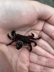 Hemigrapsus nudus