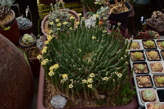 Euphorbia inermis