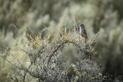 Leptasthenura aegithaloides