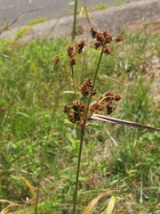 Scirpus atrovirens