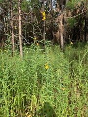 Crotalaria juncea