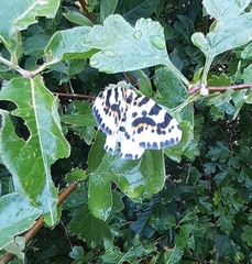 Abraxas grossulariata