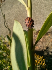 Graphosoma italicum italicum