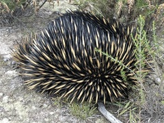 Tachyglossus aculeatus