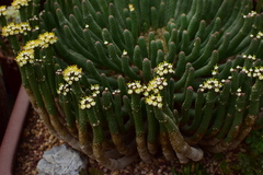 Euphorbia inermis