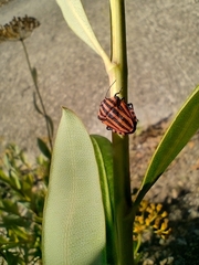 Graphosoma italicum italicum