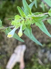 Melampyrum lineare