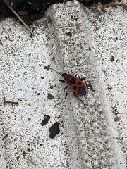 Pyrrhocoris apterus