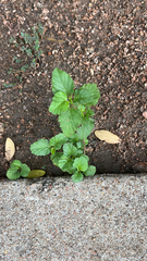 Malvastrum coromandelianum