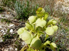 Helleborus foetidus