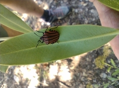 Graphosoma italicum italicum