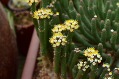Euphorbia inermis