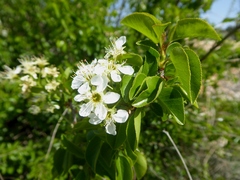 Prunus mahaleb