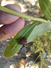 Graphosoma italicum italicum