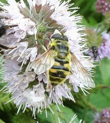 Myathropa florea