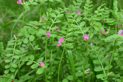 Vicia sativa