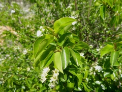 Prunus mahaleb
