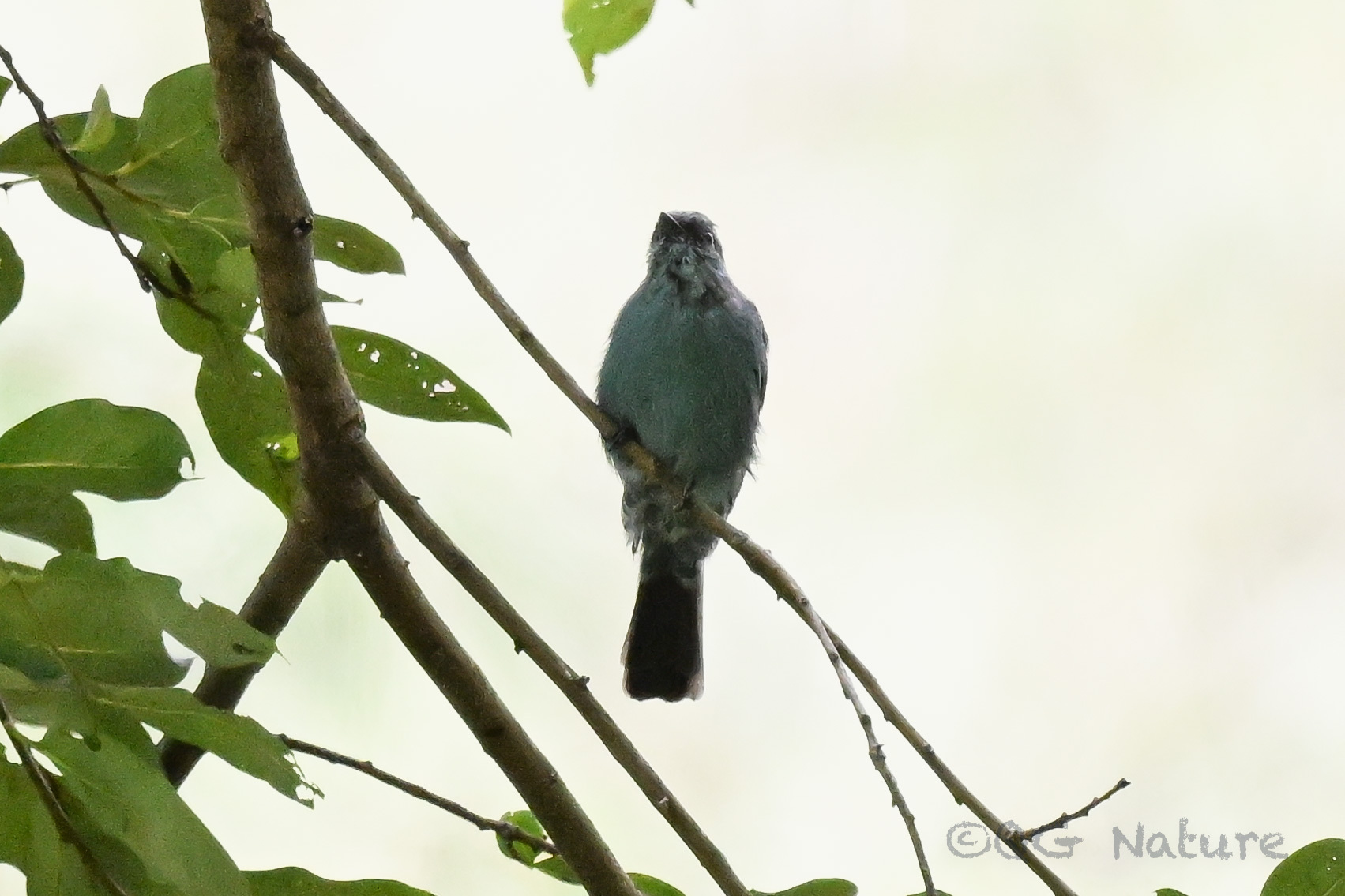 Verditer Flycatcher