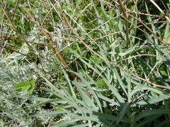 Centranthus ruber