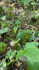 Symplocarpus foetidus