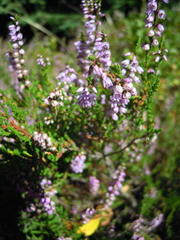 Calluna vulgaris
