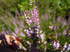 Calluna vulgaris
