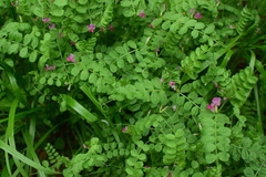 Vicia sativa