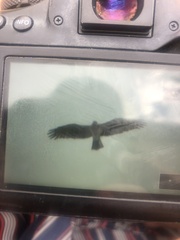 Circaetus gallicus