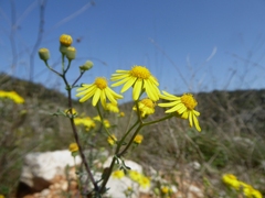 Senecio gallicus