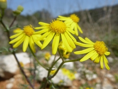 Senecio gallicus