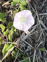Calystegia