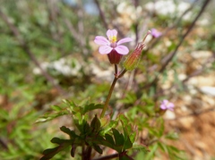 Geranium purpureum