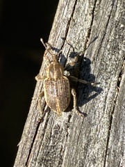 Brachypera zoilus