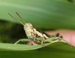 Pseudoxya diminuta